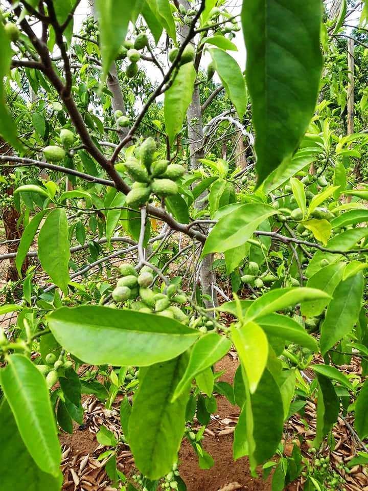 Giổi ăn hạt
